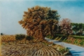 I colori dell'autunno