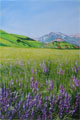 Fioritura a Castelluccio
